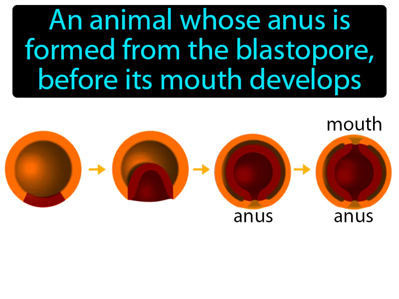 Deuterostome Definition | Radience