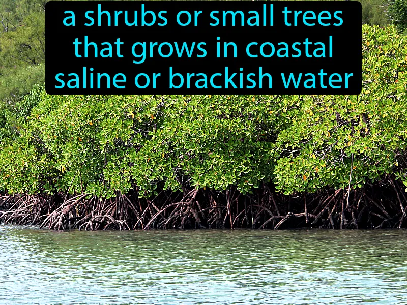 Mangroves Definition | Radience