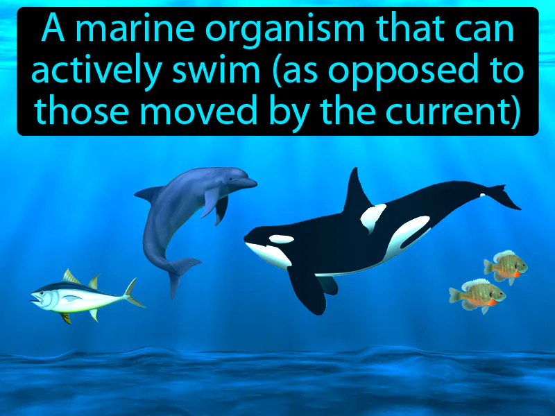 Nekton Definition | Radience