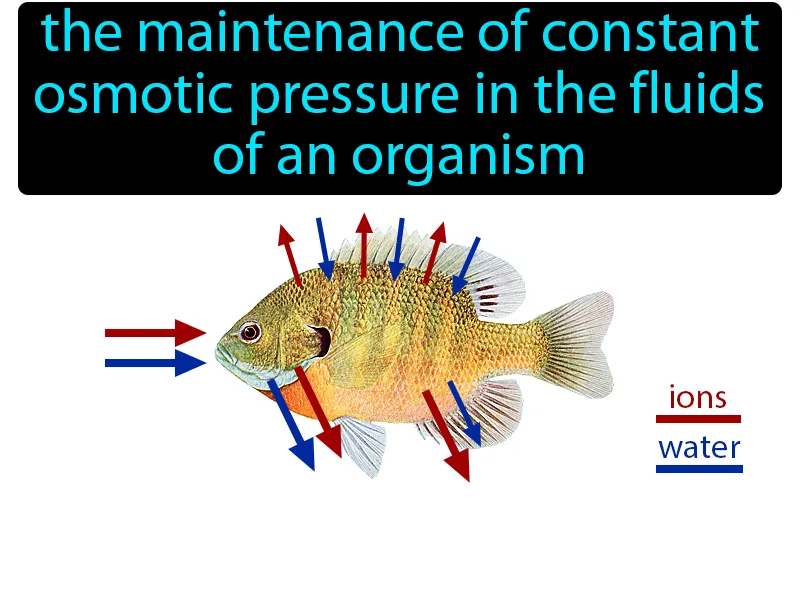 Osmoregulation Definition | Radience