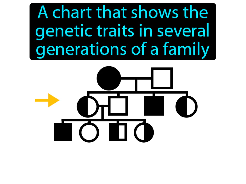 Pedigree Definition | Radience