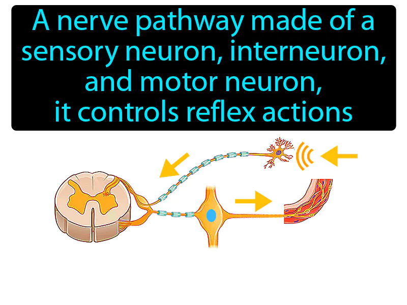 Reflex Arc Definition | Radience