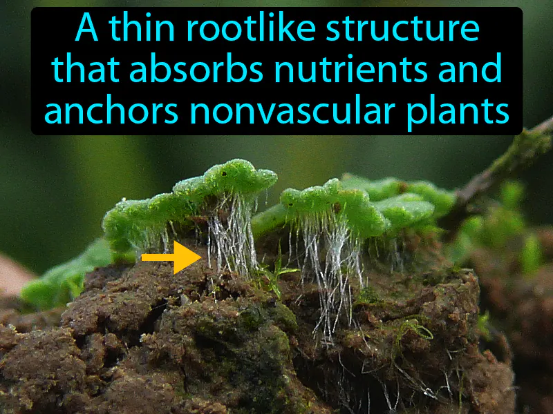 Rhizoid Definition