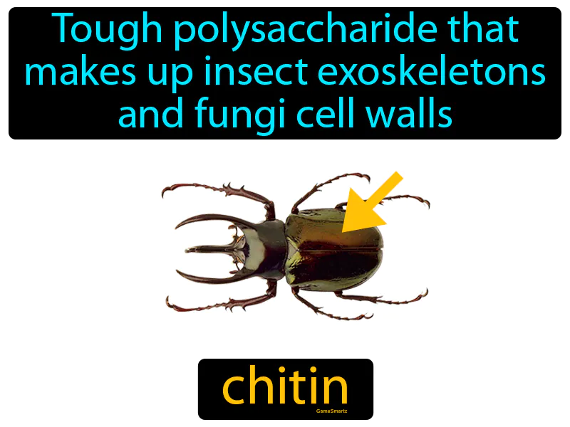Chitin Definition | Radience
