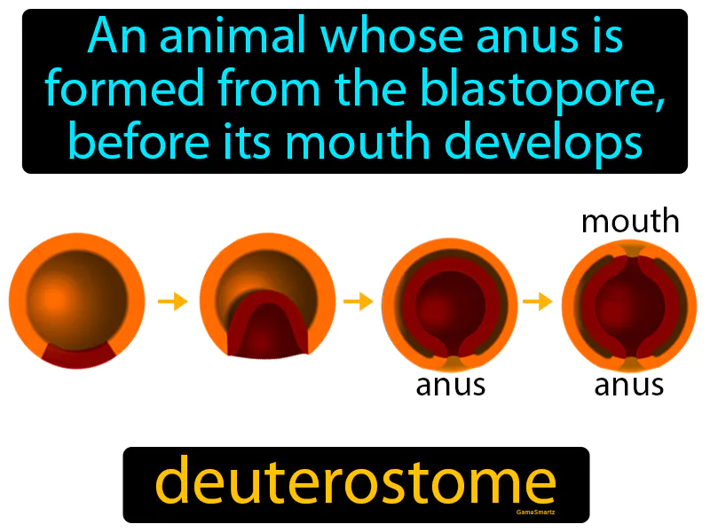 Deuterostome Definition | Radience