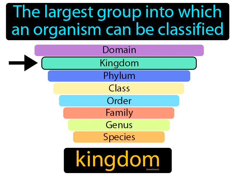 Kingdom Definition | Radience
