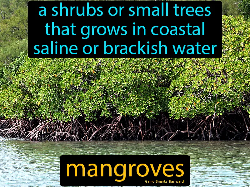 Mangroves Definition | Radience