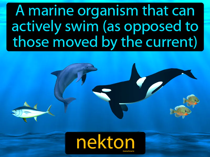 Nekton Definition | Radience