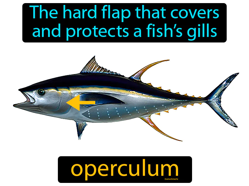 Operculum Definition | Radience