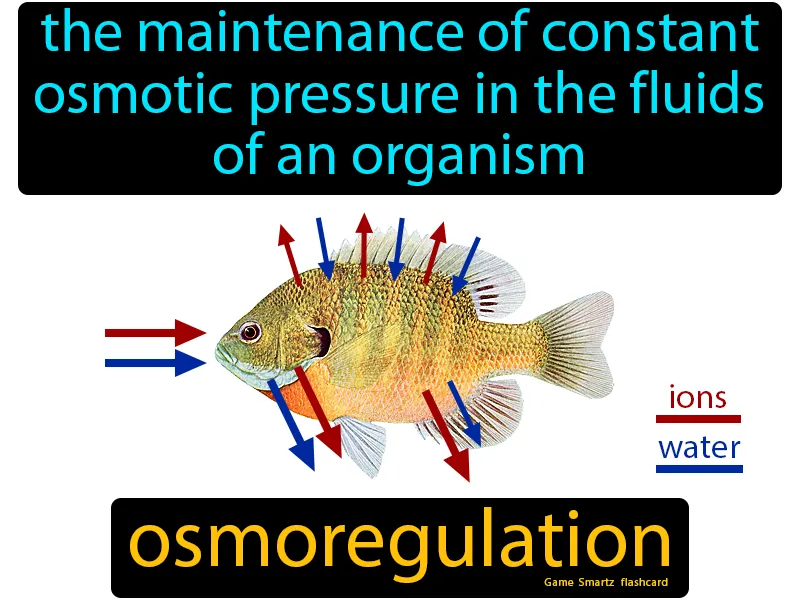 Osmoregulation Definition | Radience