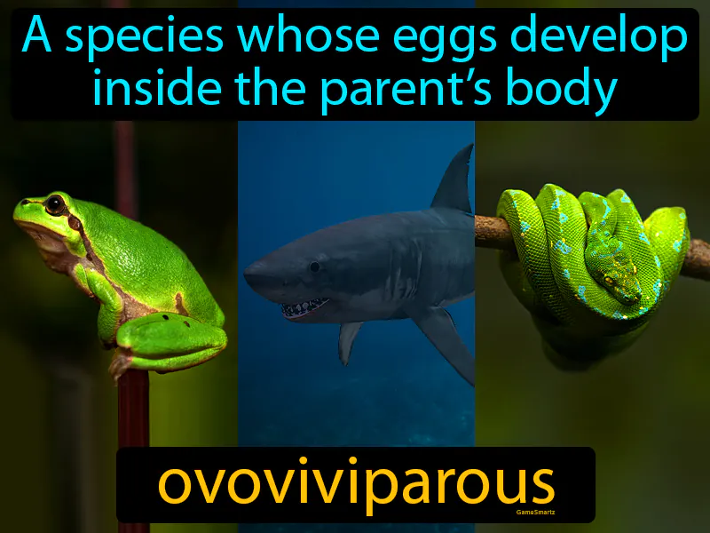 Ovoviviparous Definition | Radience