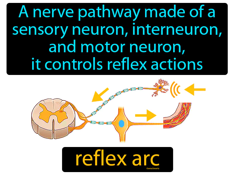 Reflex Arc Definition | Radience