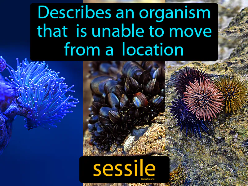 Sessile Definition | Radience