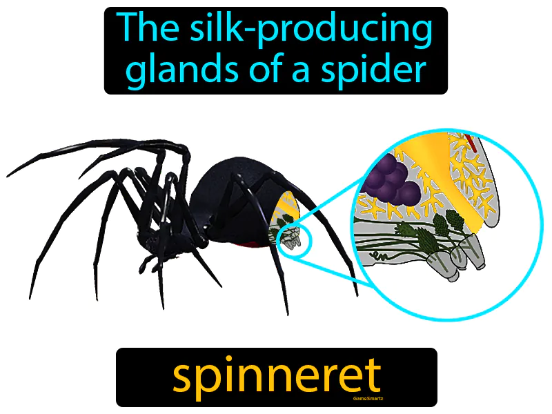 Spinneret Definition | Radience