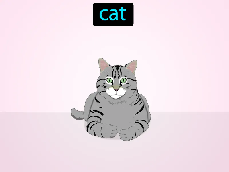 El Gato Definition | Radience